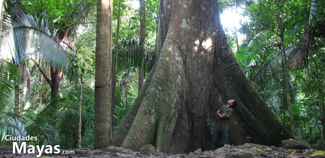 La Ceiba en el universo maya