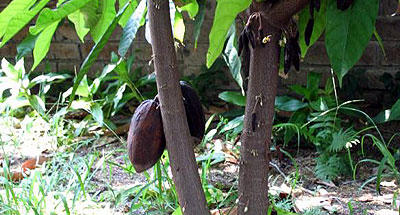 Cacao: moneda y alimento de los mayas